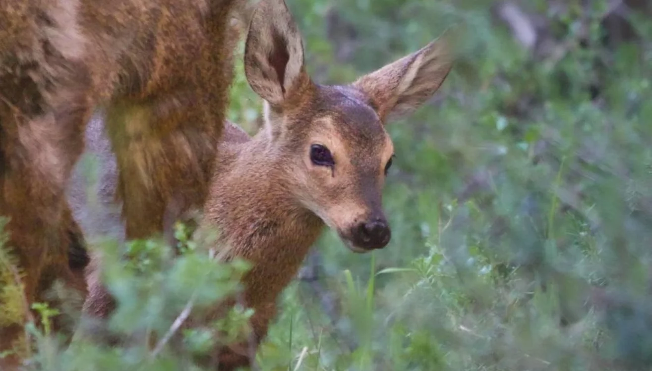 Nació el primer huemul en una estación de rehabilitación y recría de Chubut Nació el primer huemul en una estación de rehabilitación y recría de Chubut