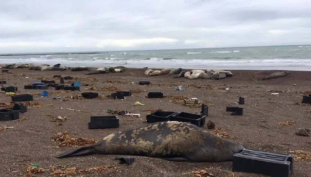 Residuos pesqueros: en marzo realizarán tareas de limpieza en las costas de Chubut Residuos pesqueros: en marzo realizarán tareas de limpieza en las costas de Chubut