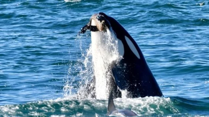 "Semana de las orcas" en Chubut: habrá actividades culturales y educativas para todas las edades 