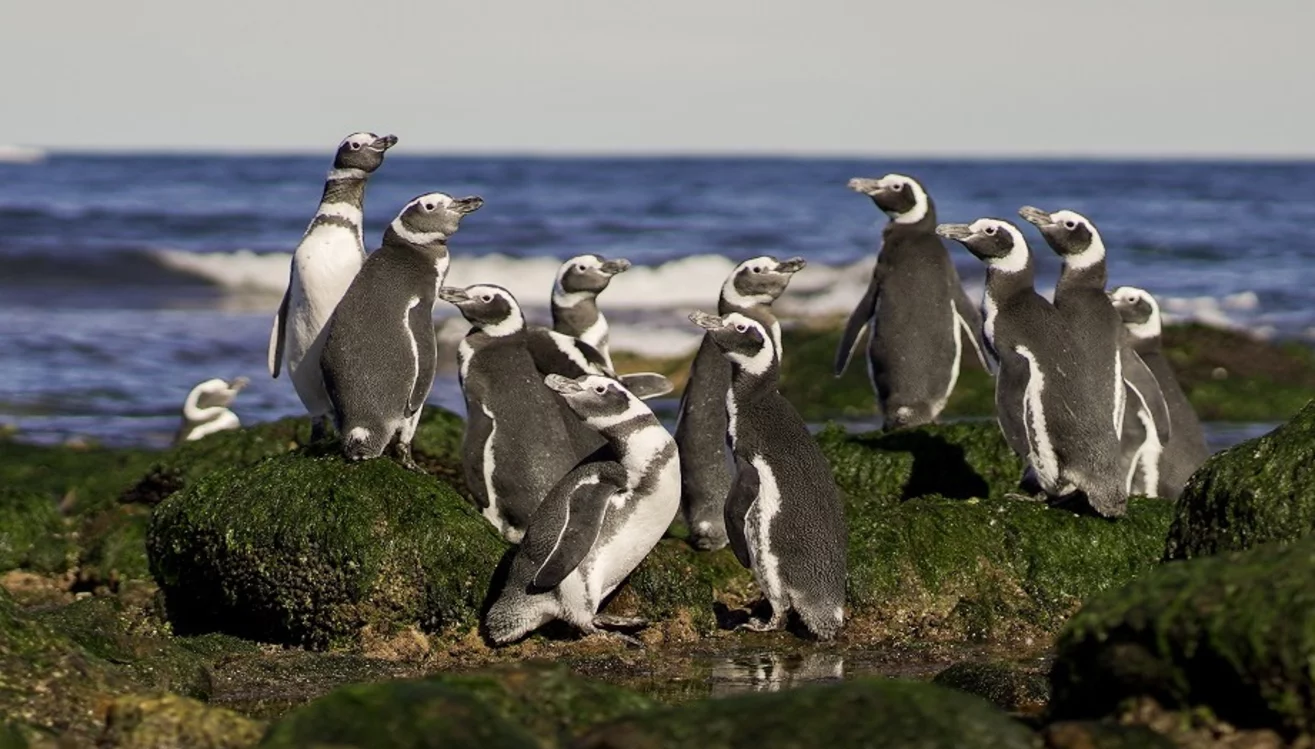 Chubut: novedosa investigación brindó importantes datos para la conservación del mar y sus especies Chubut: novedosa investigación brindó importantes datos para la conservación del mar y sus especies