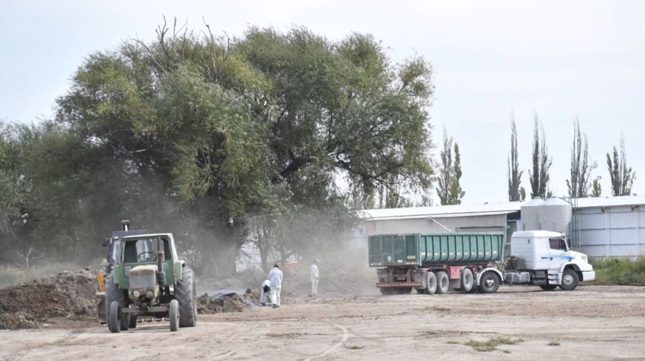 Comenzó la disposición final de las  primeras 5 mil gallinas con gripe Aviar