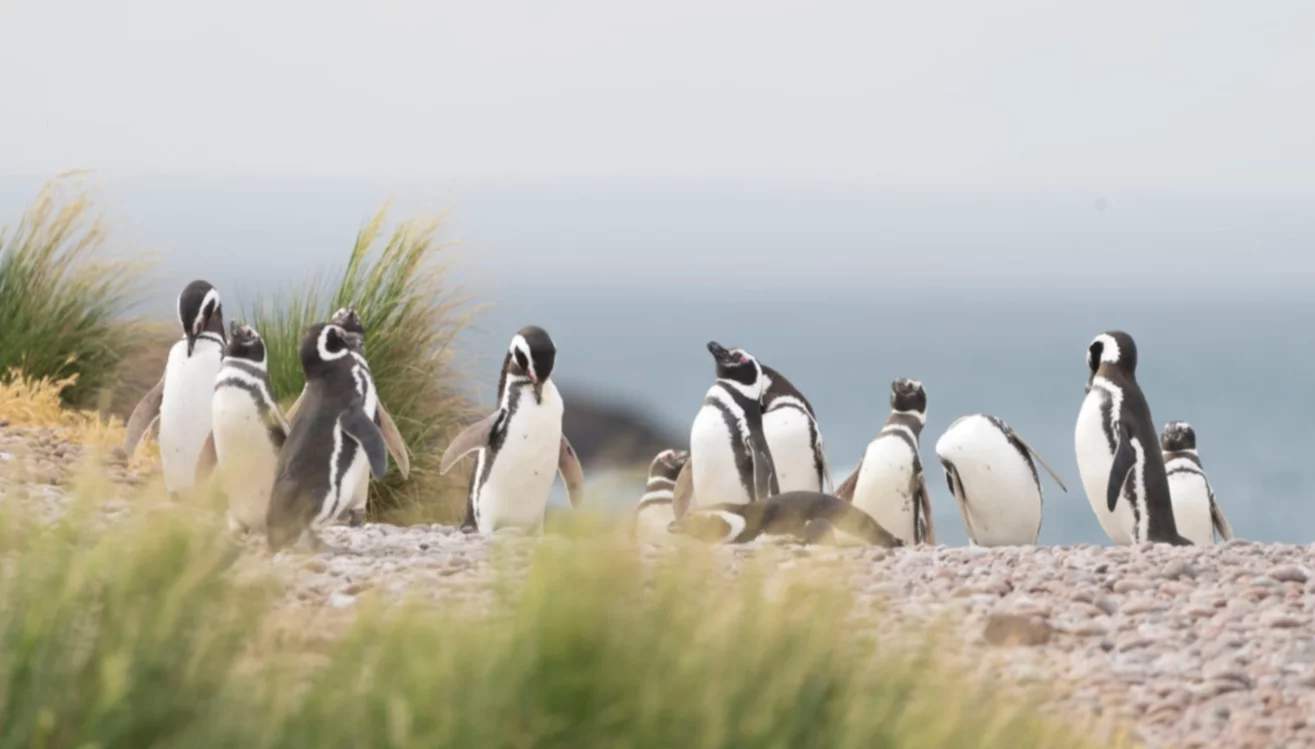 Ambicioso proyecto de investigación sobre la migración invernal de los pingüinos de Magallanes
