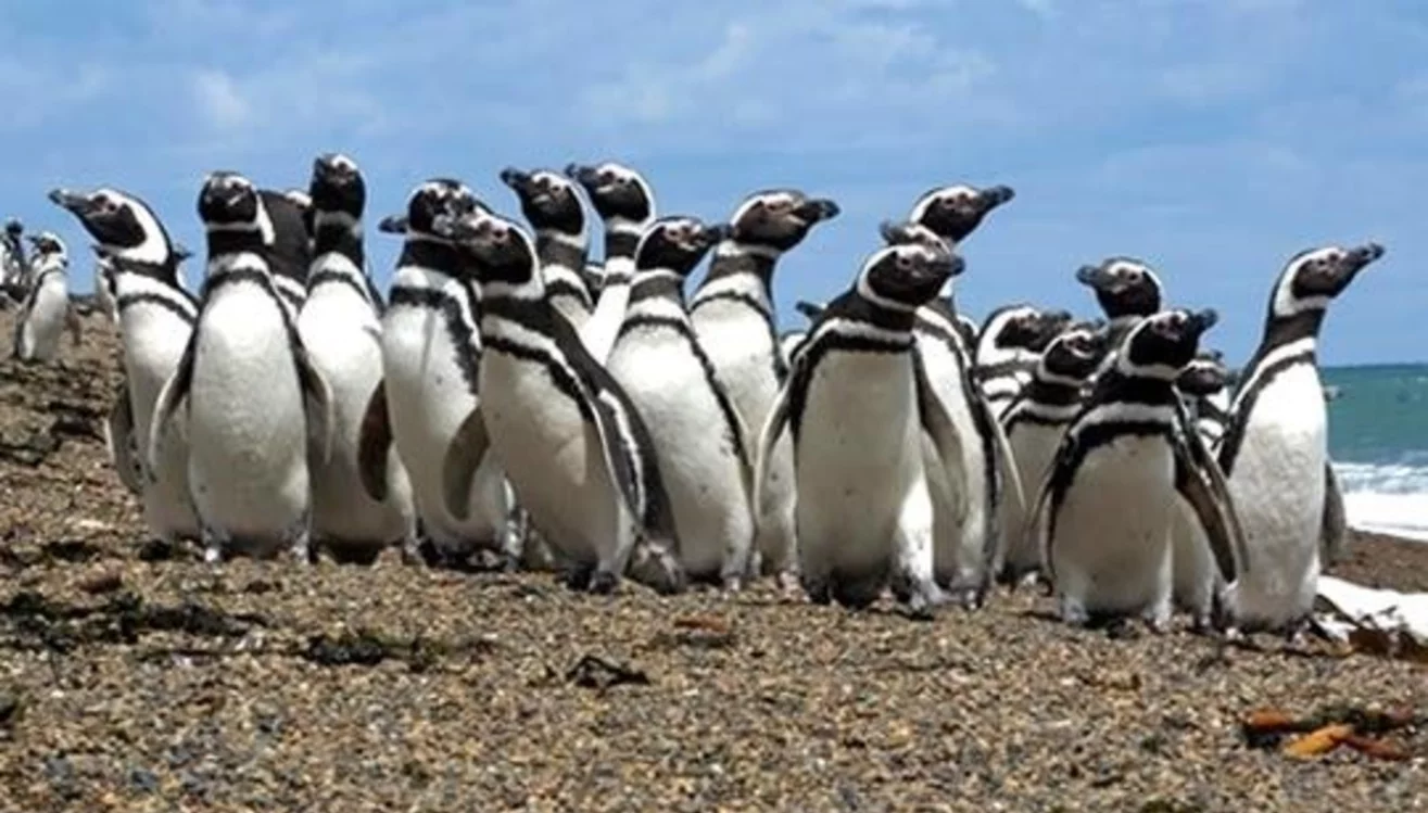 Investigan secretos de la migración de los pingüinos de Magallanes Investigan secretos de la migración de los pingüinos de Magallanes