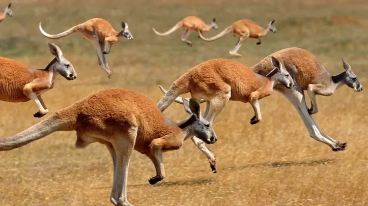 Analizan en Australia sacrificar canguros para evitar que mueran de hambre  - El Chubut