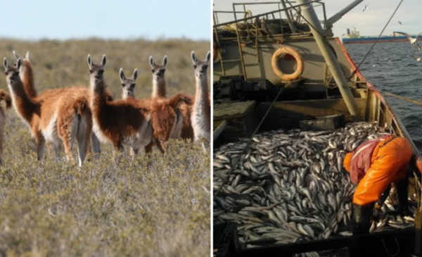 Presentarán proyectos para legalizar la venta de carne de guanaco y un ...