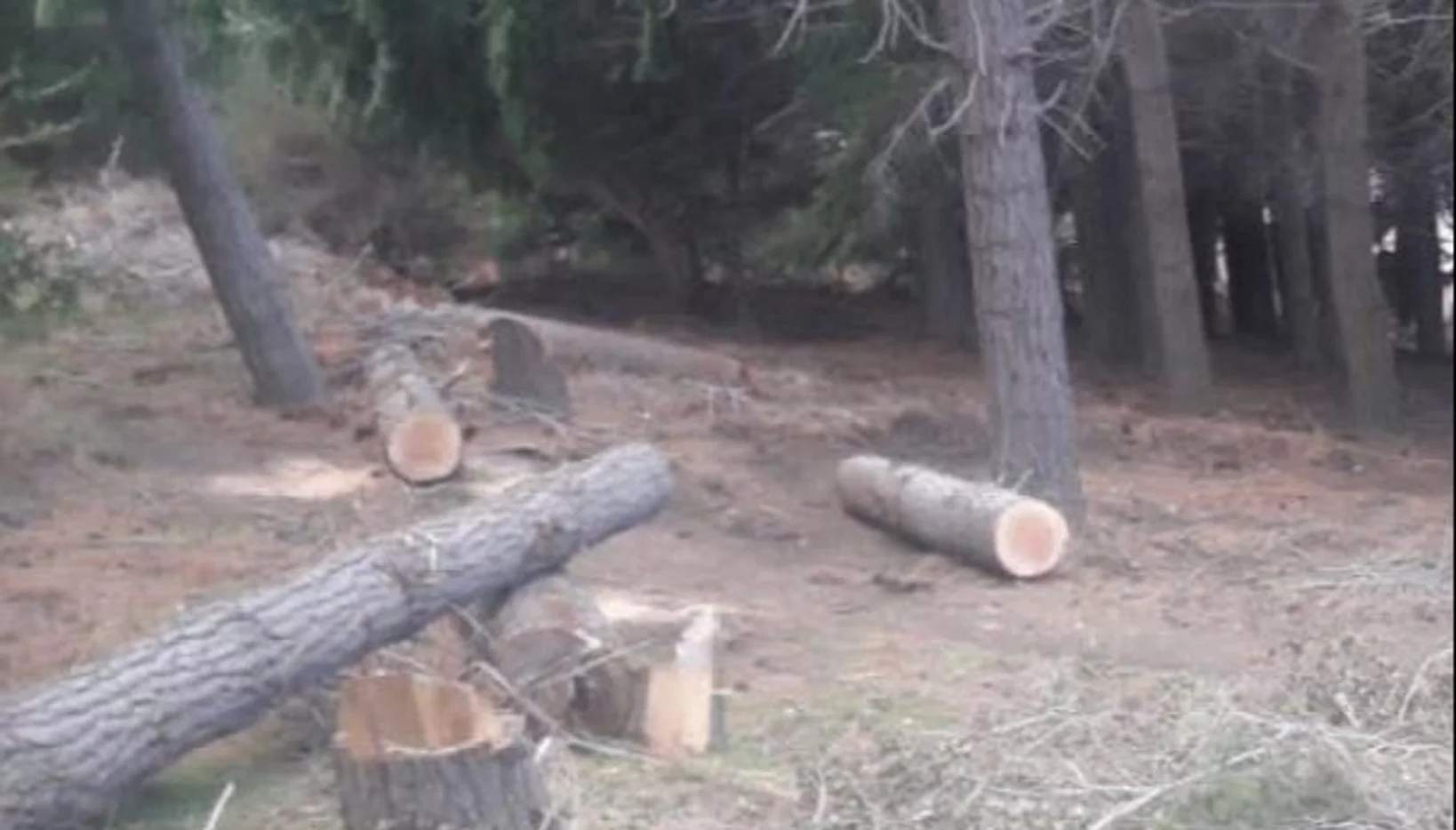 Detectan gran tala de árboles en bosque comunal del barrio Bella Vista con el fin de ocupar tierras