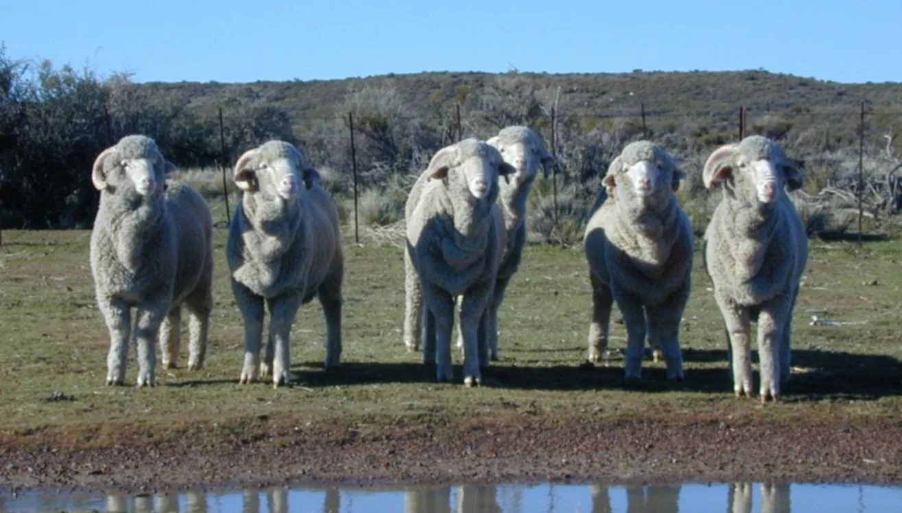 Apuestan a una ganadería más sostenible en la Patagonia