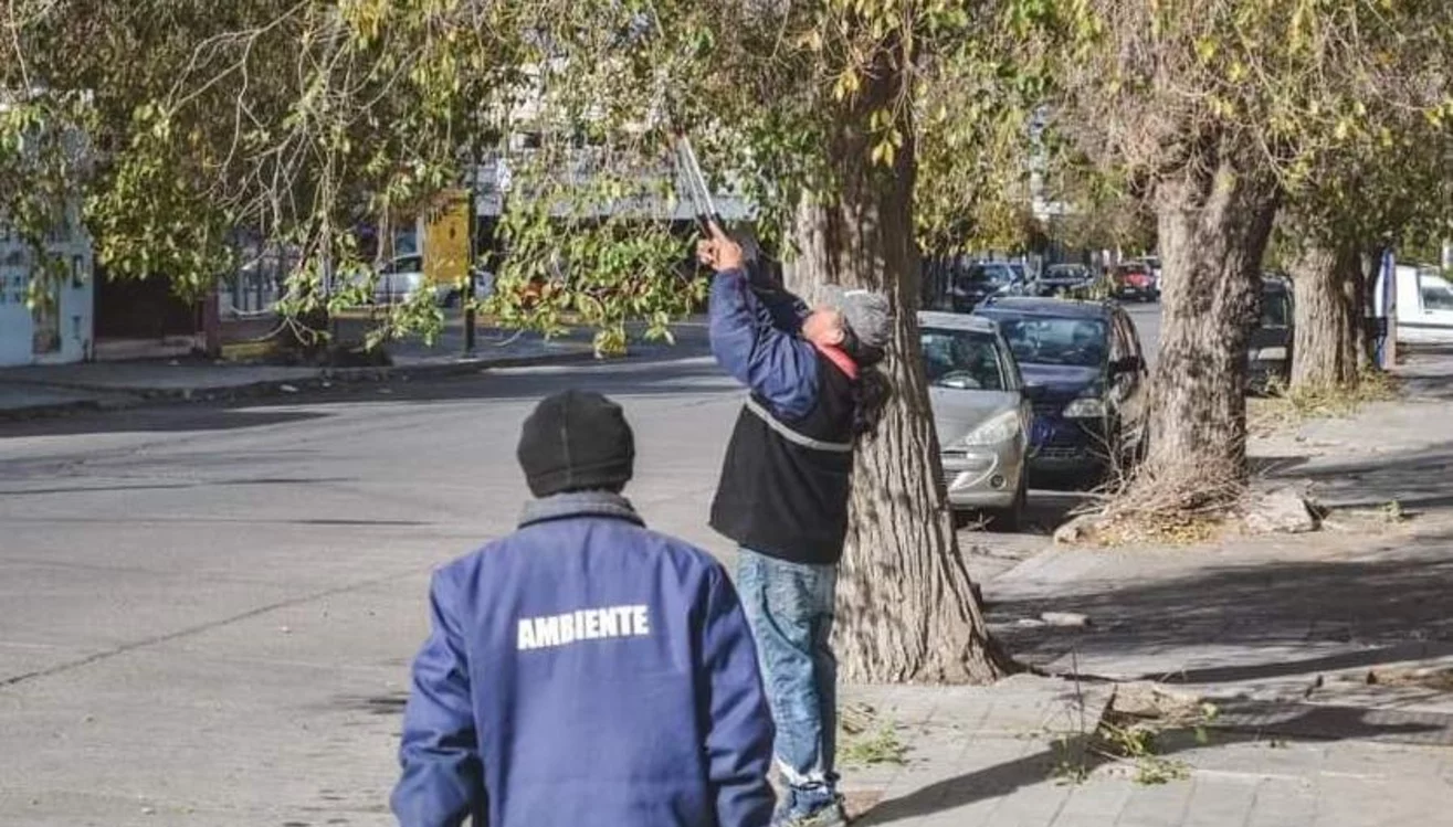 La Municipalidad comenzó un trabajo de poda integral en todo Rawson