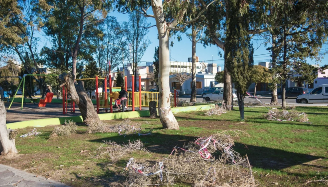 Ambiente avanza con la forestación de la Plaza Güemes