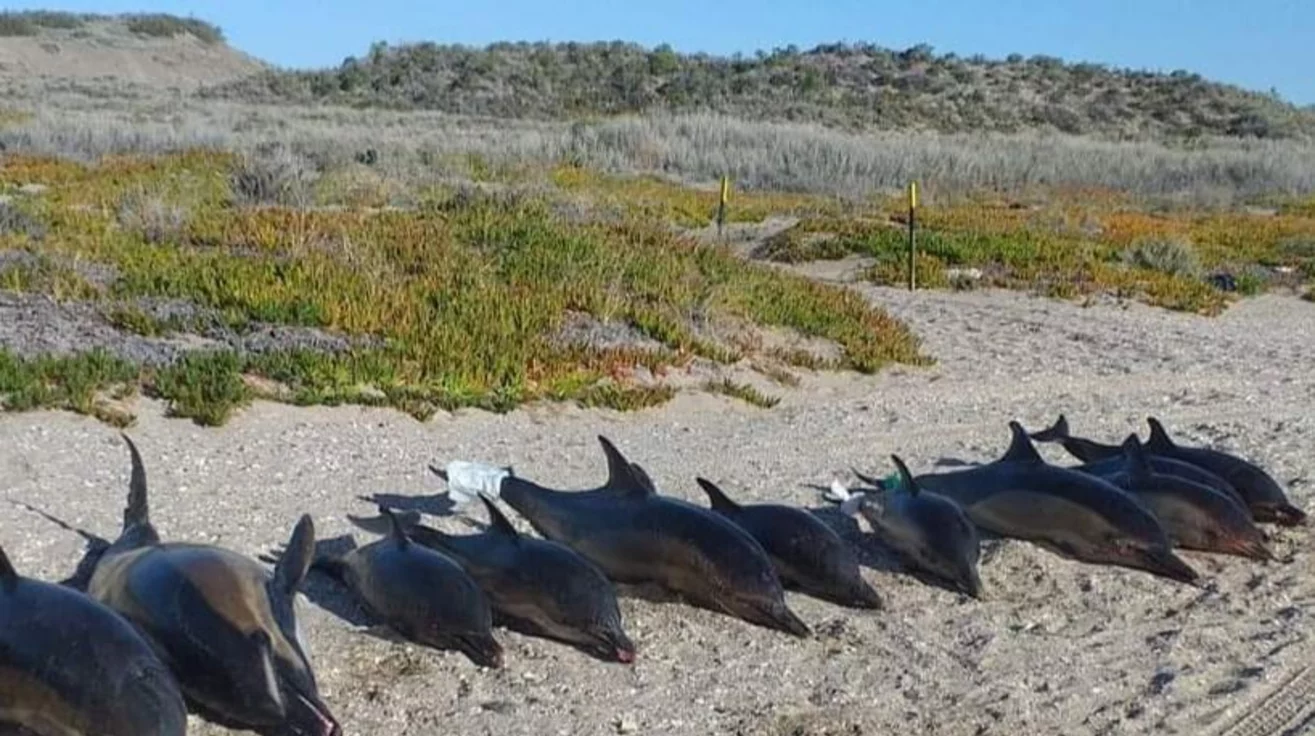 Hallaron 15 delfines muertos en la costa de San Antonio Oeste - El Chubut