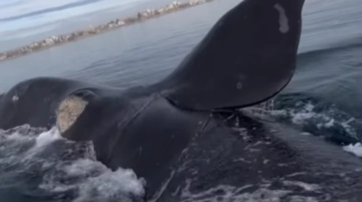Kayakistas a centímetros de las ballenas en Madryn - El Chubut