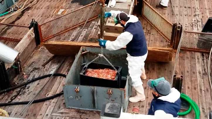 Pesca en aguas nacionales: la descarga de langostino en Chubut cayó un 15% - El Chubut
