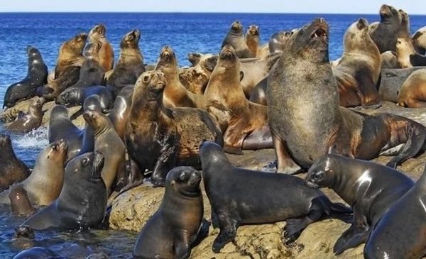 New bird flu infection detected in sea lions in Chubut Province