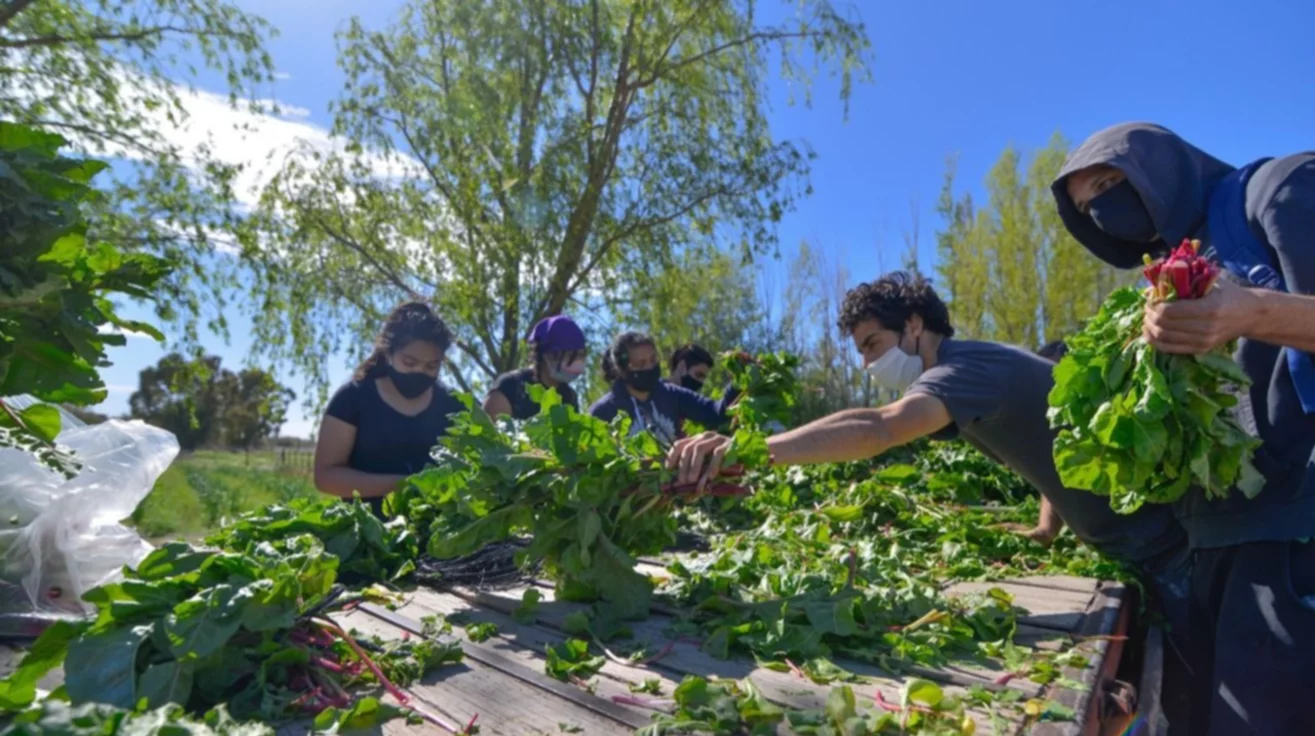 Segunda cosecha de verduras para el Banco de Alimentos - El Chubut