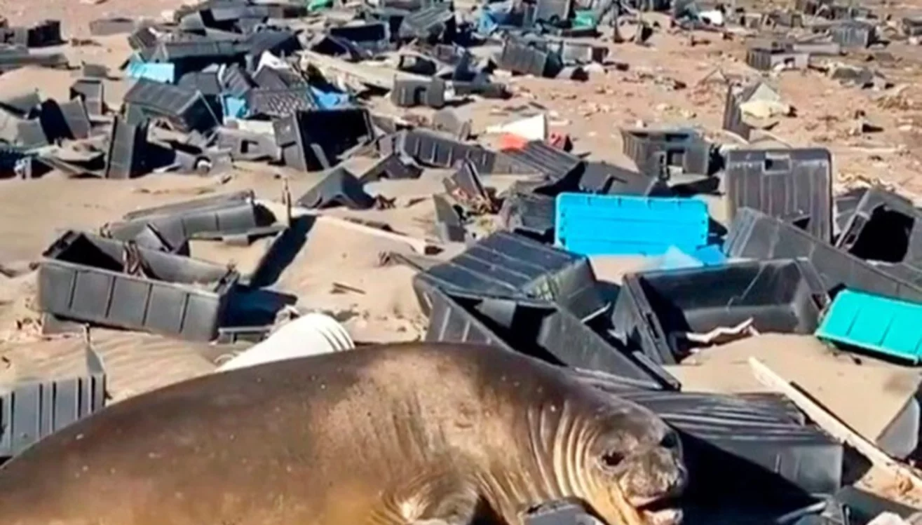 Retiraron 800 cajones plásticos de la industria pesquera. de las costas de Península Valdés