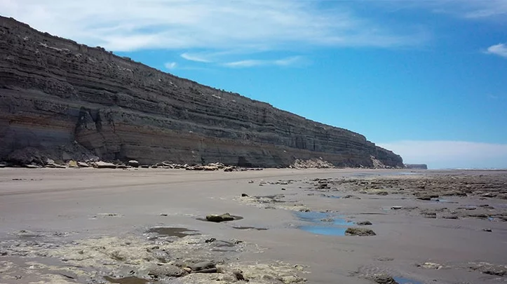 Descubrieron huellas de un ave prehistórica gigante en las costas de Río  Negro - El Chubut