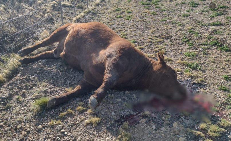 Llevaba animales en un camión, perdió el control y se le cayeron dos toros: uno murió