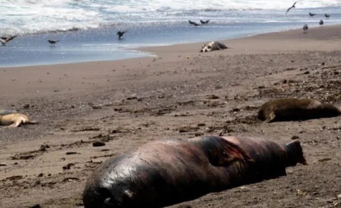 Chubut se convirtió lamentablemente en la provincia argentina con mayor cantidad de lobos muertos. Foto: archivo.