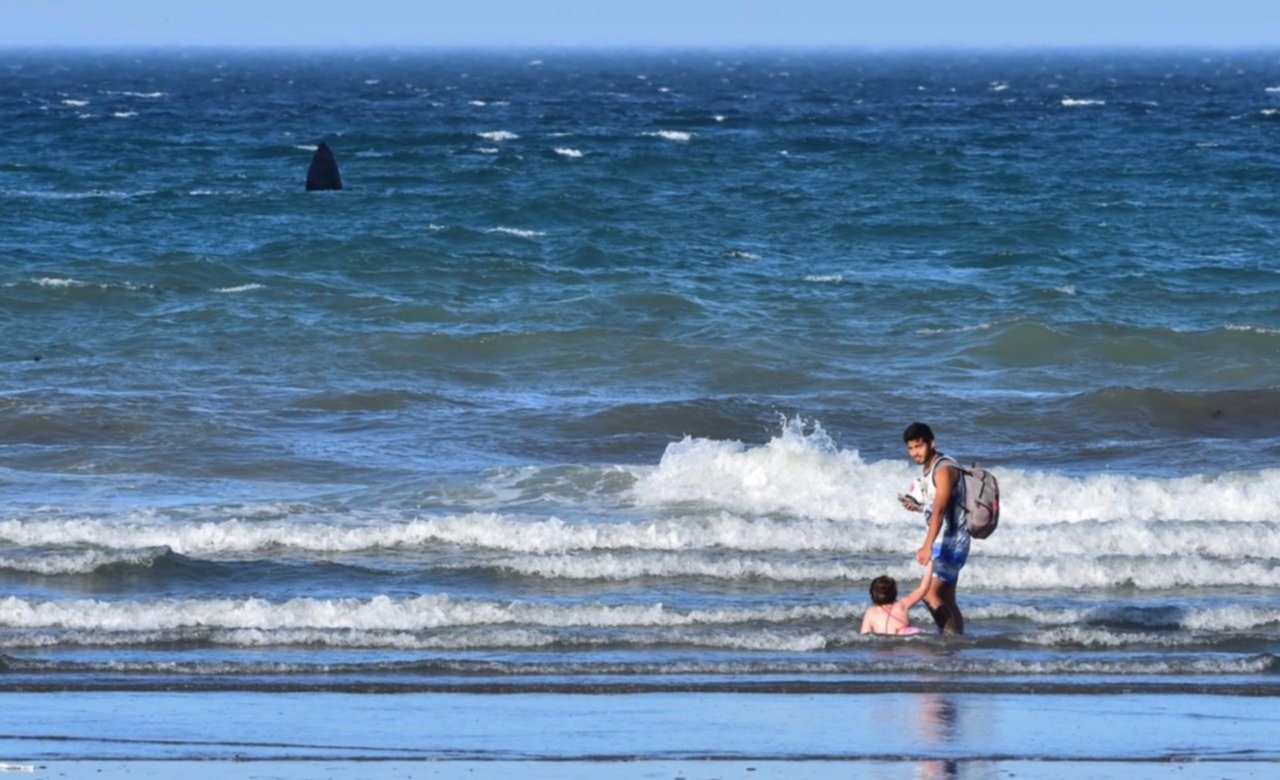 Mucho calor y ballenas esta tarde en las playas de Madryn