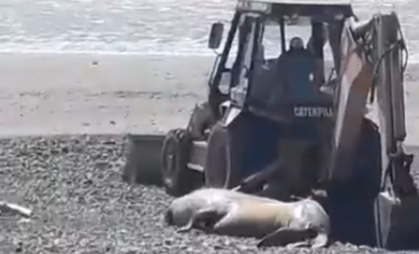 Bird flu: sea lion buried off the coast of Playa Unión